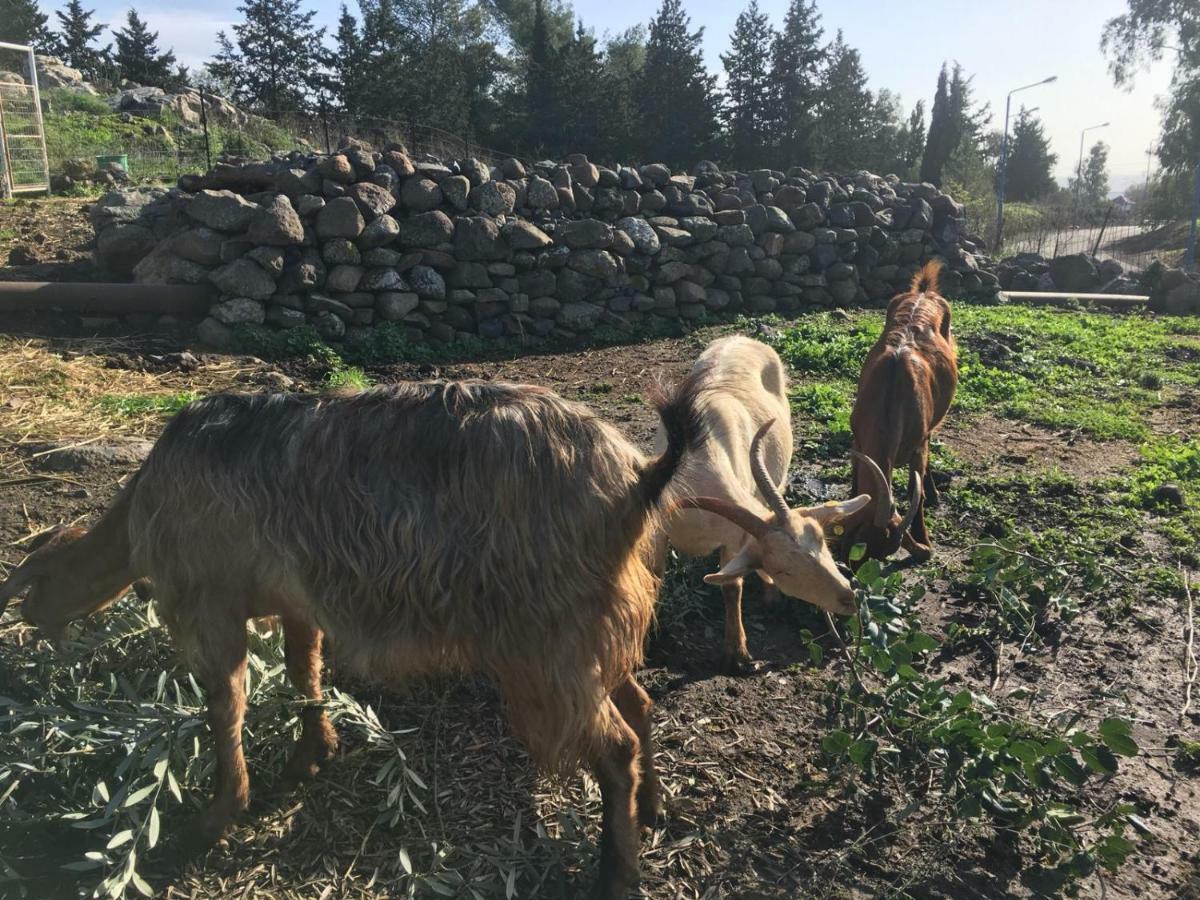 Natura-Eco Farm Экстерьер фото